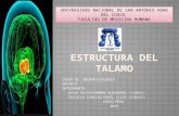 Estructura Del Talamo
