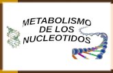 Metabolismo de Los Nucleotidos