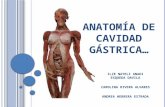 Anatomía de cavidad gástrica