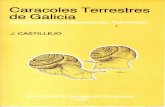 caracoles terrestres de Galicia