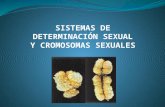 cromosomas sexuales