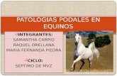 Patologias en Equinos