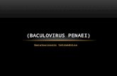 Baculovirus penaei)