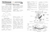 Sistema Nervioso[1]