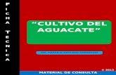 Ficha Técnica: Aguacate 2013.