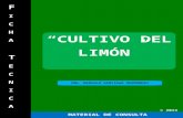 Ficha Técnica: Limón 2013.