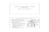 Organos hematopoyeticos y linfoides_I.pdf