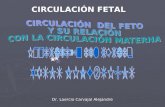 Circulacion Materno Fetal e Irrigacion de Higado