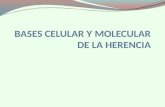 Bases Celular y Molecular de La Herencia