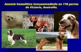 Anemia hemolítica inmunomediada en 110 perros de Victoria