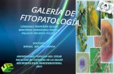 Galeria Fito 2011-II
