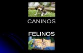 Caninos -Felinos..ppt