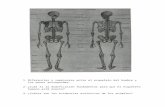 Sistema esquelético, muscular, tiroides, esqueleto sapo y paloma