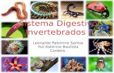 Sistemas Digestivos INVERTEBRADOS.