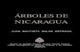 Arboles de nicaragua
