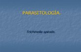 ParasitologíA. Trichinella Spiralis