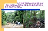 La Importancia De La Conservacion De Los Bosques En Costa Rica