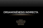 Organogénesis indirecta (2)