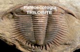 Trilobite Paleoecologia