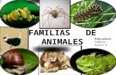 Familias de animales