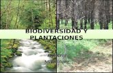 Biodiversidad y plantaciones final