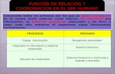 FUNCIÓN DE RELACIÓN Y COORDINACIÓN
