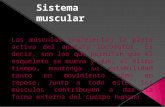 Diapositivas sistema muscular