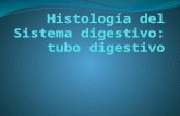 Histología del sistema digestivo