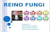 Reino fungi 2