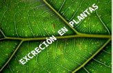 Excreción en plantas