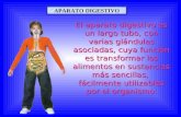 Aparato digestivo-40789-17450