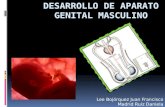 Desarrollo De Aparato Genital Masculino(1)