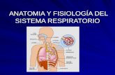 Anatomia y fisiologia respiratoria 1