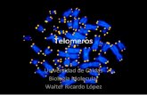 Histonas y telomerasas