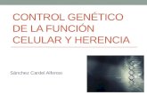 Capitulo 6 control genético de la función celular y herencia