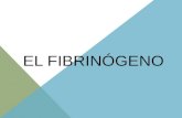 El fibrinógeno