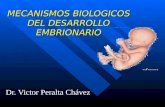 Mecanismos biologicos del desarrollo embrionario