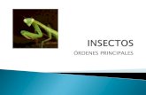 Órdenes de insectos