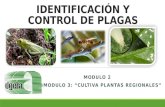Identificación y control de plagas