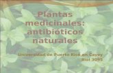 Plantas medicinales (1)