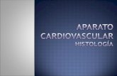 Aparato Cardiovascular1