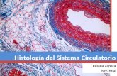 Histología del sistema circulatorio