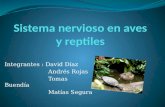 Sistema nervioso en aves y reptiles