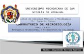 Morfología microscópica y macroscópica de los hongos
