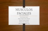 Musculos faciales