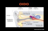 Oído Externo y Medio [Conducto auditivo externo, membrana timpánica, huecesillos]