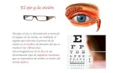 El ojo y la visión