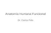 AnatomíA Humana Funcional 1ra Clase