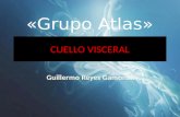 Anatomia Cuello Visceral Grupo Atlas