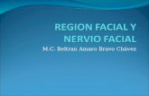 Region Facial Y Nervio Facial